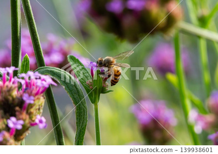 Bee on purple flower in green garden with soft blur background, close up of pollinator on blossom in natural outdoor scene Bee on purple flower in green garden with soft blur background, close up of pollinator on blossom in natural outdoor scene 139938601