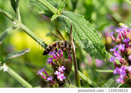 Bee on purple flower in green garden with blurred background and fresh leaf 139938610