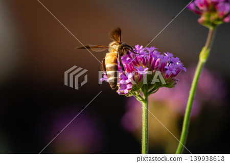 Bee flower purple pollination insect blossom nectar garden macro nature Bee flower purple pollination insect blossom nectar garden macro nature 139938618