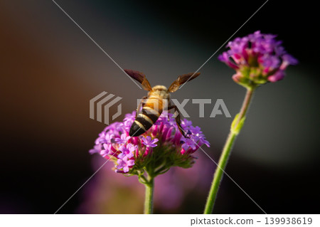 Bee on purple flower, pollination in garden, close up macro insect, flying pollinator on blossom, nature wildlife with blur background Bee on purple flower, pollination in garden, close up macro insect, flying pollinator on blossom, nature wildlife with blur background 139938619