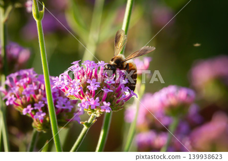 Bee on purple flower, pollination in garden, close up, soft focus, natural light, spring bloom, nectar search 139938623