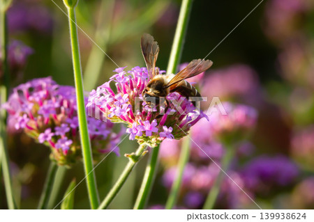 Bee on purple flower in garden with soft bokeh and natural light 139938624