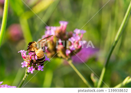 Honey bee on pink flower in green meadow with soft blur and natural light Honey bee on pink flower in green meadow with soft blur and natural light 139938632