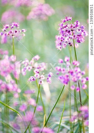 Rakkyo flowers (produced in Hokuei Town, Tottori Prefecture) Rakkyo flowers (produced in Hokuei Town, Tottori Prefecture) 139938651