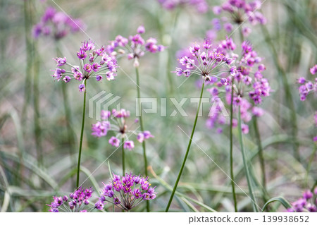 Rakkyo flowers (produced in Hokuei Town, Tottori Prefecture) Rakkyo flowers (produced in Hokuei Town, Tottori Prefecture) 139938652