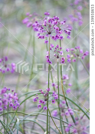 樂京花(鳥取縣北榮町產) 樂京花(鳥取縣北榮町產) 139938653