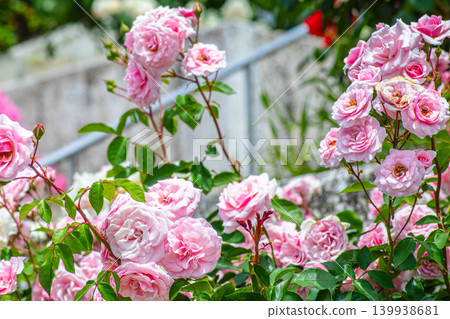 A close-up of a beautiful, elegant pink rose. A close-up of a beautiful, elegant pink rose. 139938681