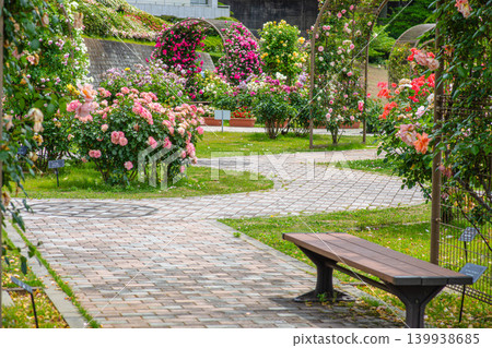 A lovely pink rose with a beautiful gradient. A lovely pink rose with a beautiful gradient. 139938685