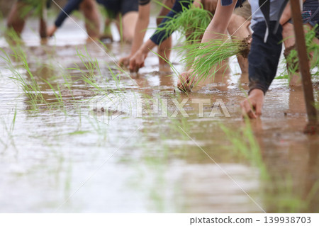 如何種植水稻 139938703