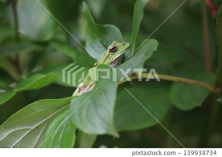A forest tree frog resting on a leaf A forest tree frog resting on a leaf 139938734