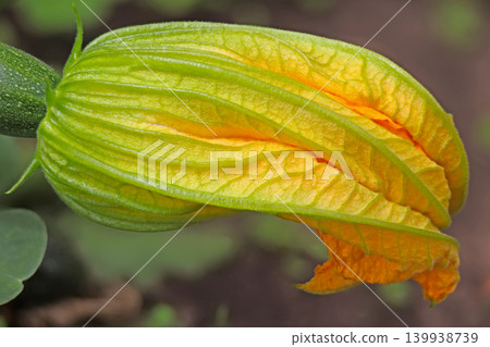 Fresh yellow zucchini blossom macro close-up, organic farming concept Fresh yellow zucchini blossom macro close-up, organic farming concept 139938739