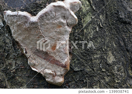 White wood-decay fungus on dark plum tree bark texture with copy space White wood-decay fungus on dark plum tree bark texture with copy space 139938741
