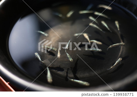 一隻在黑桶裡游泳的青鱂 一隻在黑桶裡游泳的青鱂 139938771