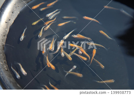 Medaka swimming in a black bucket 139938773