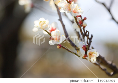 Beautiful white plum blossoms Beautiful white plum blossoms 139938805