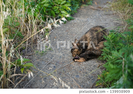 Rusty cat playing on the embankment Rusty cat playing on the embankment 139938909