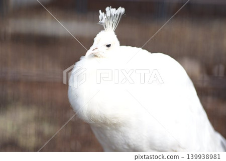 A portrait of a dignified white peacock. A portrait of a dignified white peacock. 139938981