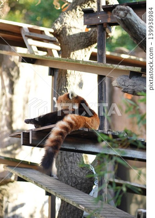 A red panda curls up in a tree and grooms itself. A red panda curls up in a tree and grooms itself. 139938984