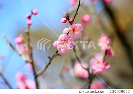 Cute pink plum blossoms, Michishibe Cute pink plum blossoms, Michishibe 139939032