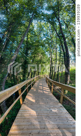 Wooden Boardwalk Through a Lush Green Forest Wooden Boardwalk Through a Lush Green Forest 139939189