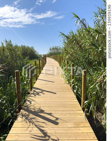 Wooden boardwalk through dense river reeds leading to the sea in Sao Felix da Marinha 139939196