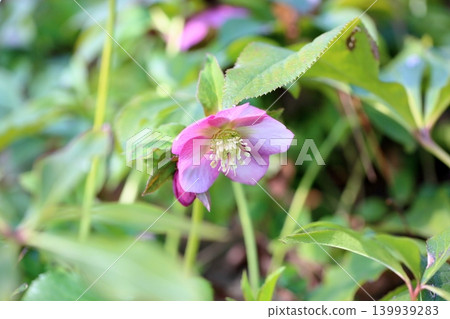 Cute winter colors: Christmas rose flowers Cute winter colors: Christmas rose flowers 139939283