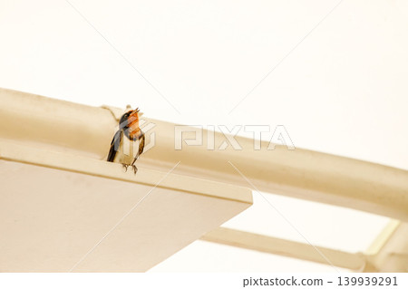 A young swallow, having just left the nest, perches under the eaves with its mouth open. A young swallow, having just left the nest, perches under the eaves with its mouth open. 139939291