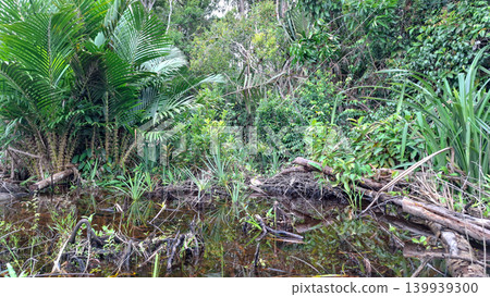 Tropical Freshwater Swamp Forest Landscape 139939300