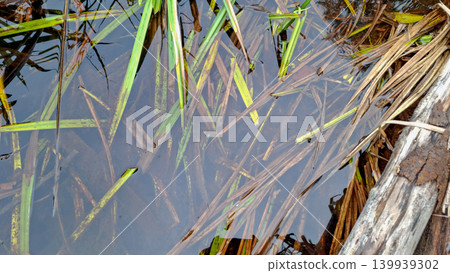 Clear Freshwater Surface with Submerged Leaves Clear Freshwater Surface with Submerged Leaves 139939302