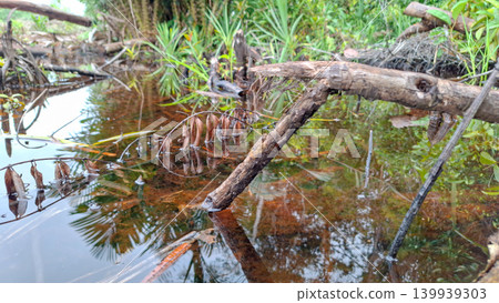 Submerged Tree Branch in Peat Freshwater Swamp 139939303