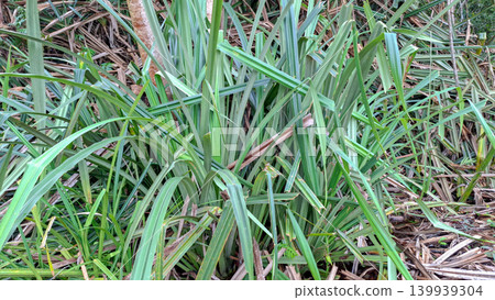 Wild Green Pandan Plant in Freshwater Wetland 139939304