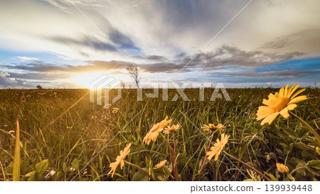 Flowering  yellow daisy flowers 139939448