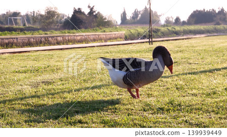 Gray goose on green grass Gray goose on green grass 139939449