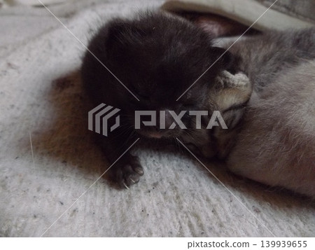 A kitten around 10 days old 139939655