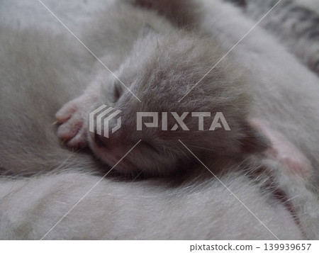 A kitten around 10 days old 139939657