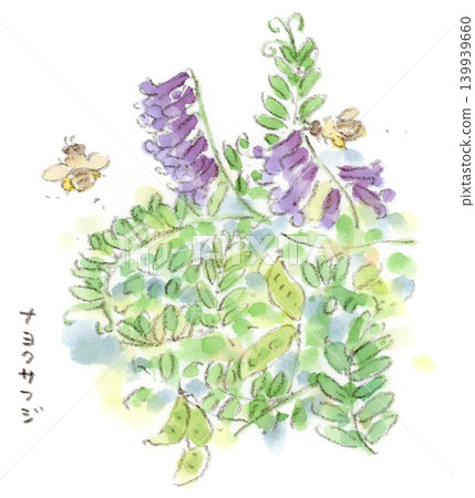水彩插圖,描繪的是初夏植物野豌豆(Vicia cracca)。 水彩插圖,描繪的是初夏植物野豌豆(Vicia cracca)。 139939660