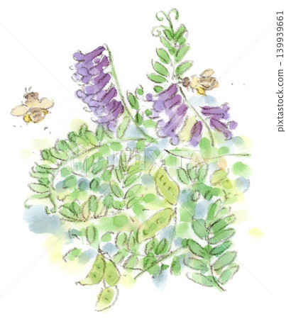 水彩插圖,描繪的是初夏植物野豌豆(Vicia cracca)。 水彩插圖,描繪的是初夏植物野豌豆(Vicia cracca)。 139939661