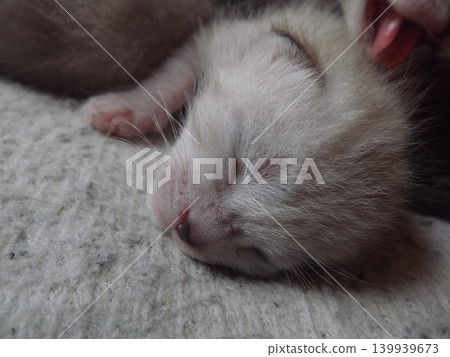 A kitten around 10 days old A kitten around 10 days old 139939673