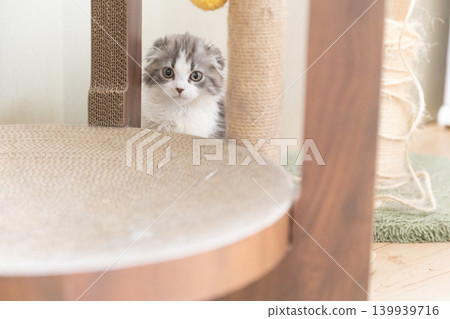A Scottish Fold kitten peeking out from between the scratching posts. 139939716