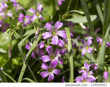 Purple wood sorrel flowers blooming in the flowerbed 139939921