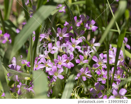 Purple wood sorrel flowers blooming in the flowerbed Purple wood sorrel flowers blooming in the flowerbed 139939922