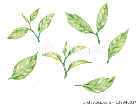 茶葉手繪水彩插畫套裝 茶葉手繪水彩插畫套裝 139940034