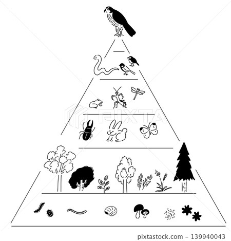 生態係金字塔、生態系、食物鏈 | 線描圖 生態係金字塔、生態系、食物鏈 | 線描圖 139940043