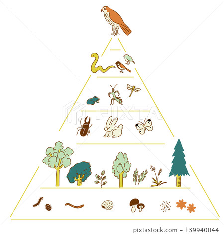 Ecosystem pyramid, ecosystem, food chain | Color 139940044