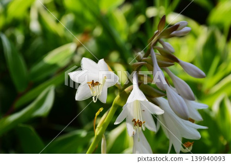 White hosta flowers that bloom in early summer 139940093