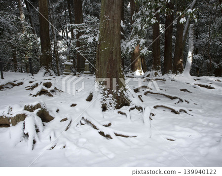 Snowy tree root path Snowy tree root path 139940122