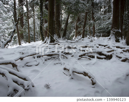 Snowy tree root path Snowy tree root path 139940123