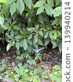 Blue butterfly 139940214