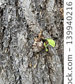 Ginkgo bark 139940216