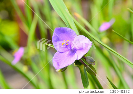 Murasaki Yukusa之花 Murasaki Yukusa之花 139940322